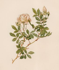Rosa inglese da English School